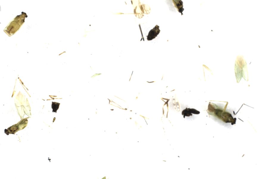Image 16
